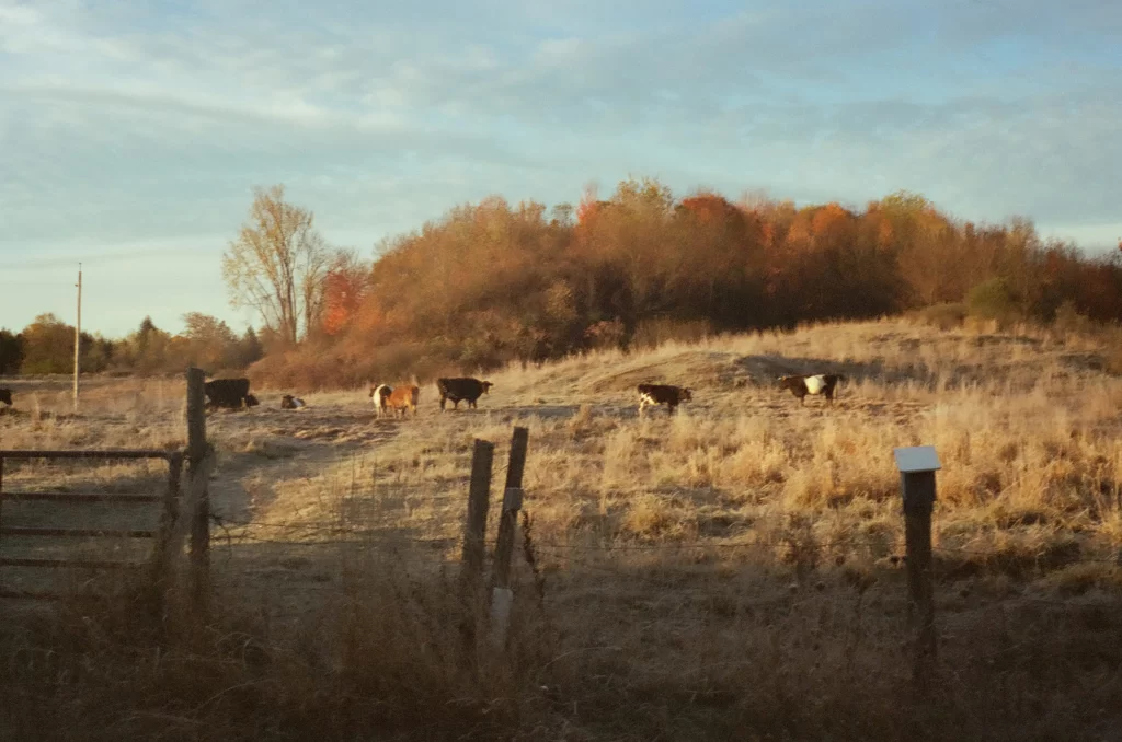 A cow pasture from behind a fence. The grass and trees are yellow and orange.